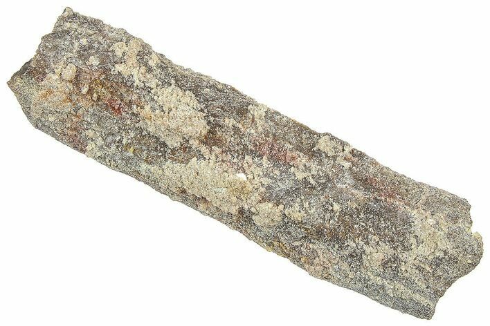 Devonian Petrified Wood (Callixylon) Section - Oldest True Wood #363318